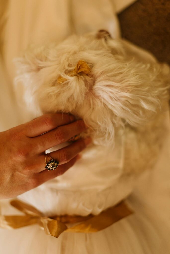 A close-up of a person petting a fluffy white dog adorned with a golden bow.