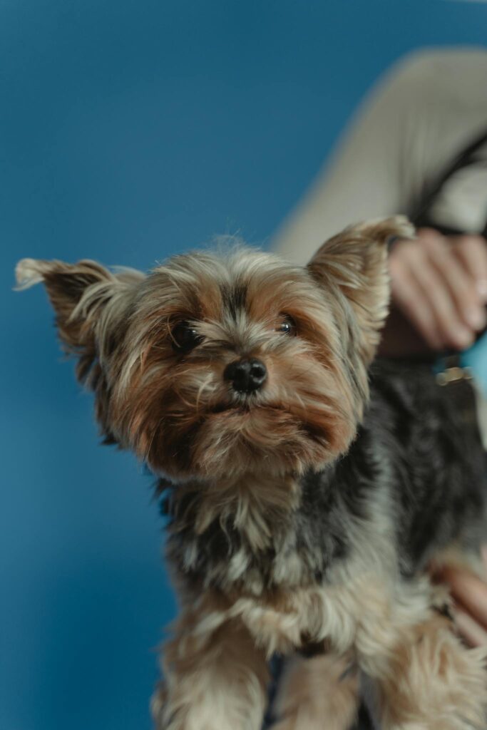 Adorable Yorkshire Terrier dog with a curious expression, held by an adult.
