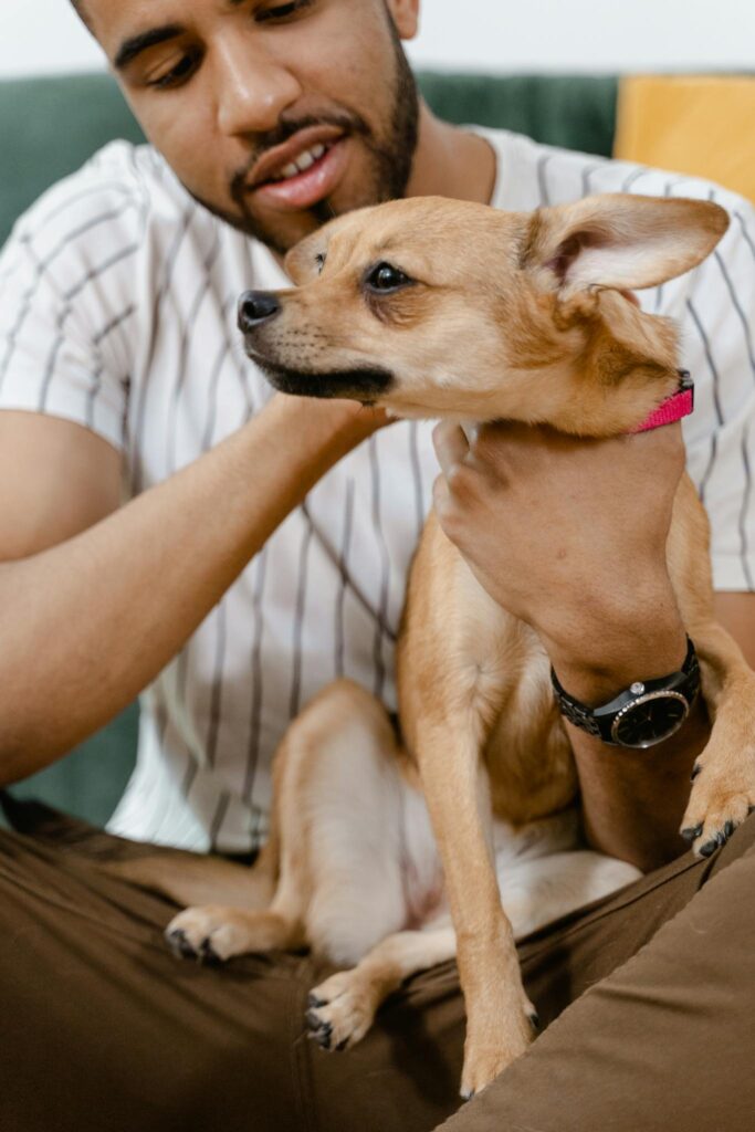 An affectionate moment between a man and his Chihuahua dog indoors.